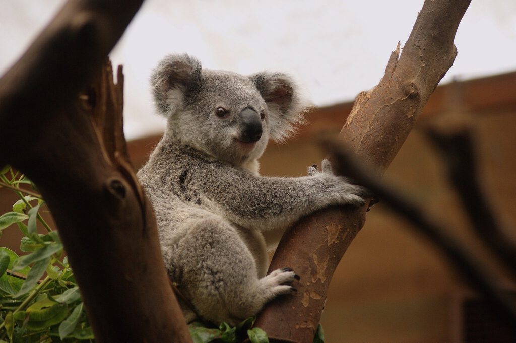 Reisen ins Reich der Koalas, nach Australien, organisiert Jens Hartmann von Ostfriesland aus. Annick-Vanblaere/pixabay-Foto 