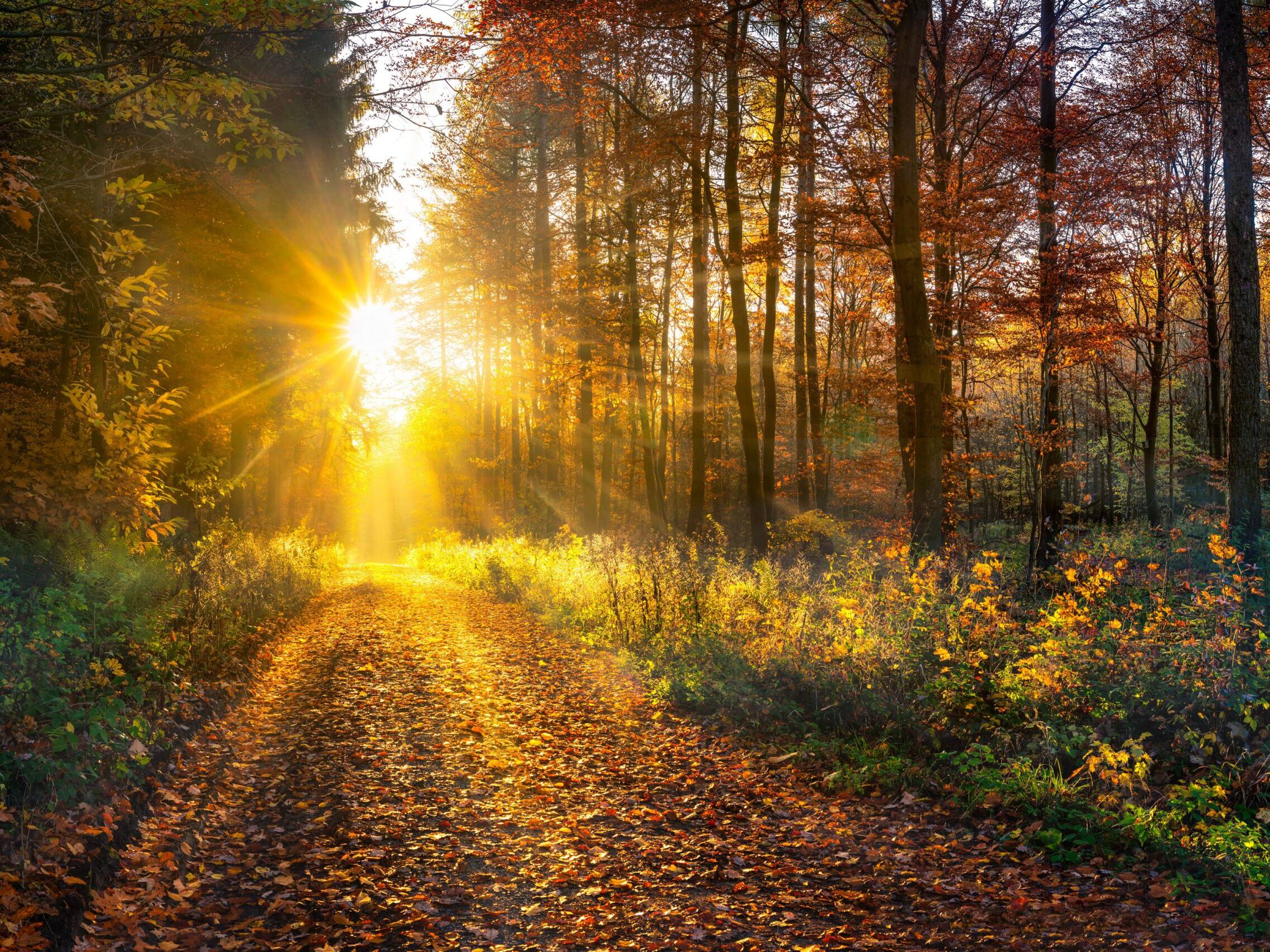 Wald im Herbst. AdobeStock-Foto