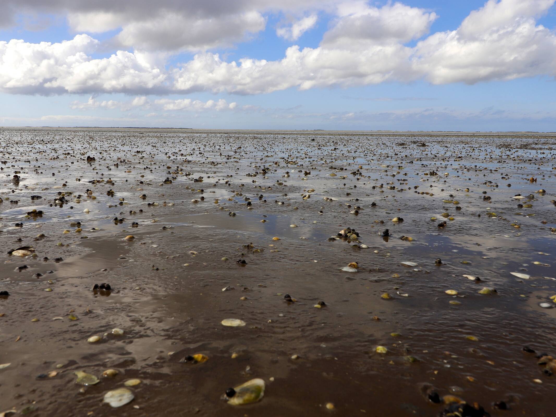 Watt vor Harlesiel. CA-Foto